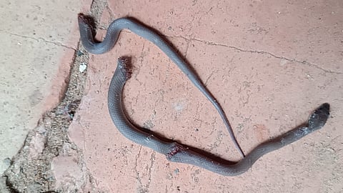 കാസര്ഗോഡ് സ്കൂള് കോമ്പൗണ്ടിനുള്ളില് അധ്യാപികയ്ക്ക് പാമ്പ് കടിയേറ്റു