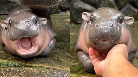 VIDEO|ക്യൂട്ടായി കുട്ടി ഹിപ്പോ; തിക്കിത്തിരക്കി സന്ദർശകർ, സംയമനം പാലിക്കണമെന്ന് മൃഗശാല അധികൃതർ