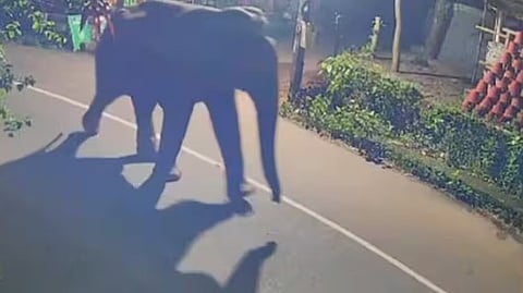 കോഴിക്കോട് പേരാമ്പ്രയിൽ ജനവാസ മേഖലയിൽ കാട്ടാന ഇറങ്ങി