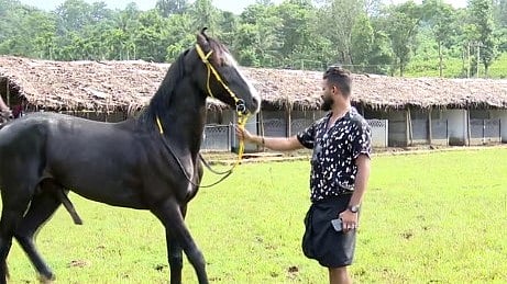 സ്റ്റഡ് ഫാം: ദക്ഷിണേന്ത്യയിൽ ആദ്യ സ്ഥാപനം; കുതിരകളെ പരിപാലിക്കാൻ വയനാട് ഒരുങ്ങുന്നു