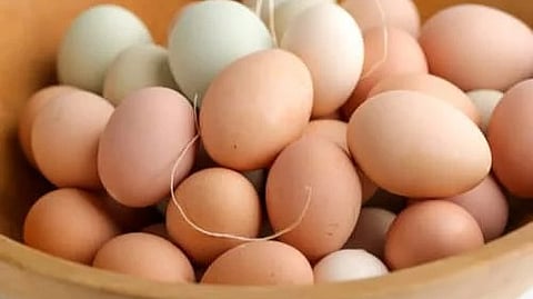 അതിർത്തി കടക്കാൻ രണ്ട് പൈസ; ഇതര സംസ്ഥാന മുട്ടയ്ക്ക് എൻട്രി ഫീസ് ഏർപ്പെടുത്തി