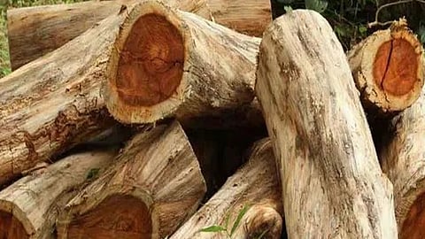 ഫെൻസിംഗിനായി മരങ്ങൾ മുറിച്ച സംഭവം: ഉദ്യോഗസ്ഥർക്കെതിയുള്ള സസ്പെൻഷൻ നടപടി പിൻവലിച്ചു