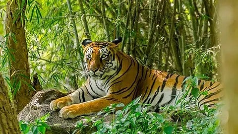 വയനാട്ടിൽ ജനവാസ മേഖലയിൽ വീണ്ടും കടുവയിറങ്ങി, മൂന്ന് ആടുകളെ കൊലപ്പെടുത്തി