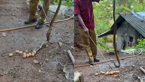 പിടികൂടിയപ്പോൾ മൂർഖൻ തുപ്പിയത് 16 കോഴിമുട്ടകൾ; കോഴിക്കൂട്ടിൽ കയറിയ വിരുതനെ പിടികൂടി!
