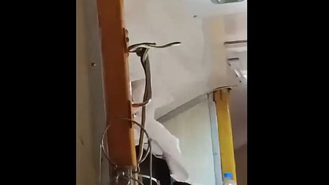 VIDEO | പാമ്പിന്റെ ട്രെയിന് യാത്ര, ഭയന്നോടുന്ന യാത്രക്കാർ; ദൃശ്യങ്ങള് വൈറല്