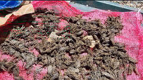 ഫോർട്ട് കൊച്ചി ബീച്ചിൽ ഉപേക്ഷിക്കപ്പെട്ട നിലയിൽ കഞ്ചാവ്; കണ്ടെത്തിയത് ശുചീകരണ തൊഴിലാളികള്