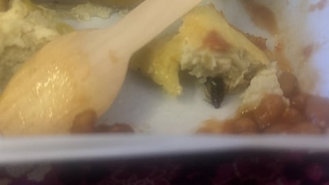 ഓംലെറ്റിൽ പാറ്റ; പരാതിയുമായി എയർ ഇന്ത്യ യാത്രക്കാരി