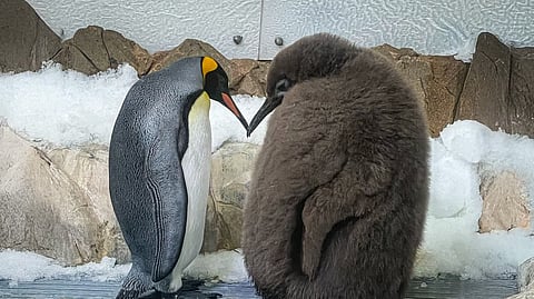 സോഷ്യൽ മീഡിയ തിരക്ക് കൂട്ടുന്നു, ഈ കുഞ്ഞു 'ഭീമനെ' കാണാൻ; പോപ്പ് ഗായിക കാറ്റി പെറിയേയും ആരാധികയാക്കിയ പെസ്റ്റോ പെൻഗ്വിൻ