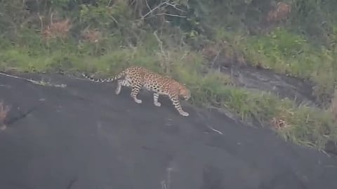 വയനാട് കൽപ്പറ്റയില് പുലിയുടെ സാന്നിധ്യം; പരിശോധന നടത്തി വനം വകുപ്പ് സംഘം