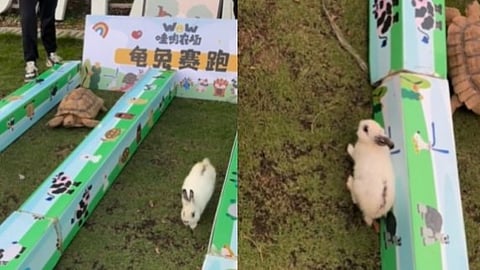 VIDEO| മുത്തശ്ശി കഥകൾ തെറ്റിയില്ല; ഓട്ടമത്സരത്തിൽ ആമ വിജയി; മുയൽ സാർ മടിയൻ തന്നെ, വീഡിയോ വൈറൽ