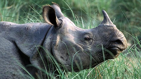 അസമിൽ റൈനോ ആക്രമണം; ബൈക്ക് യാത്രികന് ദാരുണാന്ത്യം