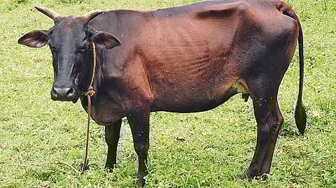 നാടൻ പശുക്കൾ ഇനി 'രാജ്യമാതാ ഗോമാതാ'; പ്രഖ്യാപനവുമായി മഹാരാഷ്ട്ര സർക്കാർ