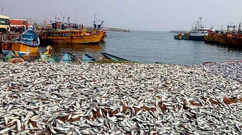 മത്സ്യബന്ധന മേഖല സജീവം; തൃശൂർ ജില്ലയിലെ കടലോര ഗ്രാമങ്ങളിൽ കൂന്തൾ ചാകര
