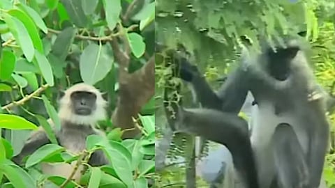 ചാടിപ്പോയ ഹനുമാൻ കുരങ്ങുകൾ തിരികെയെത്തിയില്ല; തിരുവനന്തപുരം മൃഗശാലക്ക് ഇന്ന് അവധി