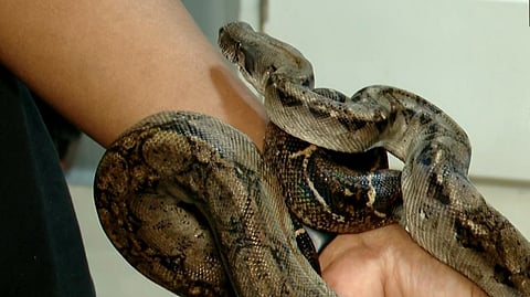 റെഡ് ടെയിൽഡ് ബോവയ്ക്ക് ഇത് പുനർജന്മം; പാമ്പിൻ്റെ മൂക്കിലെ അർബുദ മുഴ നീക്കം ചെയ്തു;