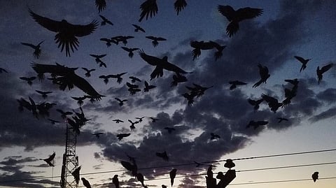 അർജൻ്റീനയിലെ 'ഹിച്ച്കോക്കിയന് പ്രശ്നം'; പട്ടണങ്ങള് കീഴടക്കി തത്തകള്