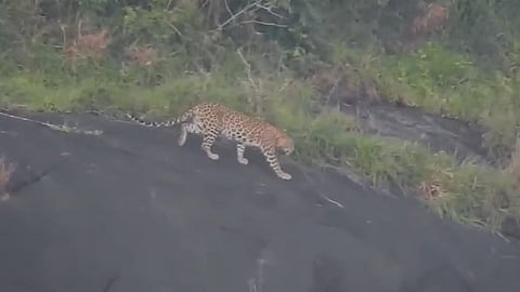 പുലി ഭീതി മാറാതെ പെരുന്തട്ട; പുലിയിറങ്ങി ദിവസങ്ങൾ പലത് കഴിഞ്ഞിട്ടും പിടികൂടാനായില്ല