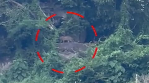 പത്തനാപുരത്ത് ജനവാസ മേഖലയ്ക്ക് സമീപം പുലിയും കുട്ടികളും; പട്രോളിംഗ് ശക്തമാക്കി വനം വകുപ്പ്