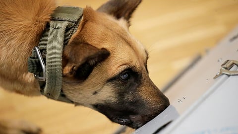 തമിഴ്നാട്ടിലെ എട്ട് സ്കൂളുകൾക്ക് ബോംബ് ഭീഷണി; സന്ദേശം ലഭിച്ചത് ഇ മെയിൽ വഴി