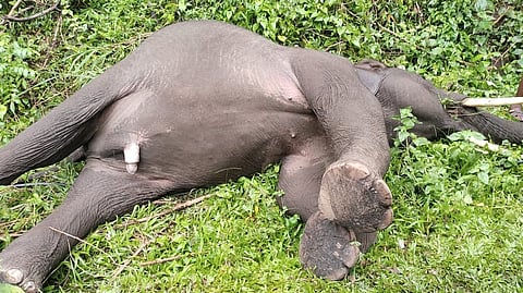 ഇടുക്കി കാന്തല്ലൂരിൽ സ്വകാര്യമേഖലയിൽ കാട്ടാന ചരിഞ്ഞു; ഉടമയ്ക്കെതിരെ കേസെടുക്കുമെന്ന് വനം വകുപ്പ്