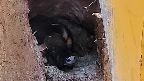 വിതുരയിൽ കിണറ്റിൽ വീണ കാട്ടുപോത്തിനെ കരയ്ക്ക് കയറ്റി; രക്ഷപ്പെടുത്തിയത് മണിക്കൂറുകൾ നീണ്ട പരിശ്രമത്തിനൊടുവിൽ