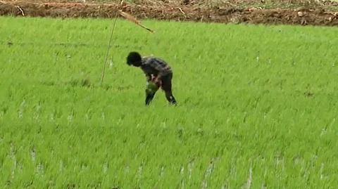 തൃശൂരിലെ കോൾ കർഷകർ പ്രതിസന്ധിയിൽ, കാലാവസ്ഥാ വ്യതിയാനത്തിന് പുറമേ തിരിച്ചടിയാകുന്നത് ഉപ്പുവെള്ള ഭീഷണി
