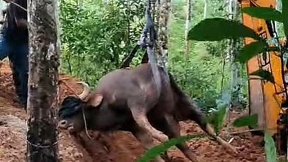 തിരുവനന്തപുരം വിതുരയിൽ കിണറ്റിൽ വീണ കാട്ടുപോത്ത് ചത്തു