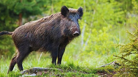 പ്രതീകാത്മക ചിത്രം