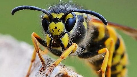 കോഴിക്കോട് തൊഴിലുറപ്പ് തൊഴിലാളികൾക്ക് കടന്നൽ കുത്തേറ്റു; ഏഴ് പേർക്ക് പരുക്ക്