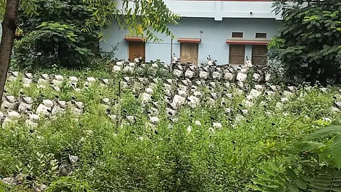 രാജസ്ഥാനിൽ നിരത്തിലിറങ്ങാതെ 1500 സ്കൂട്ടറുകൾ; കാളി ബായ് ബേൽ സ്കൂട്ടി പദ്ധതി വെള്ളത്തിൽ