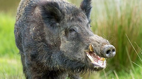 കോഴിക്കോട് കാട്ടുപന്നിയുടെ കുത്തേറ്റ് പതിനൊന്നുകാരന് ഗുരുതര പരുക്ക്