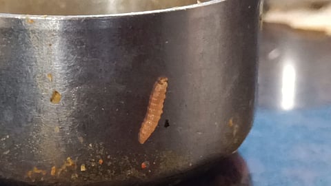 കോഴിക്കോട് കോഫി ഹൗസിൽ വിതരണം ചെയ്ത സാമ്പാറിൽ പുഴു