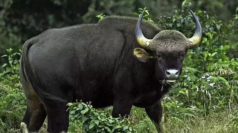 പ്രതീകാത്മക ചിത്രം