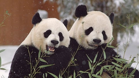 പ്രതീകാത്മക ചിത്രം