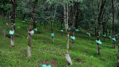 റബ്ബർ ഇറക്കുമതിയ്ക്ക് എൻഒസി നൽകുന്നതിന് ഫീസ് ചുമത്താനൊരുങ്ങി റബ്ബർ ബോർഡ്