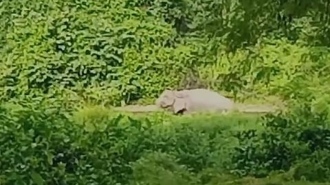 നിലമ്പൂർ നമ്പൂരിപ്പൊട്ടിയിൽ കാട്ടാനയിറങ്ങി; കെട്ടിയിട്ട പശുക്കുട്ടിയെ കുത്തി പരുക്കേൽപ്പിച്ചു