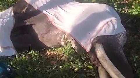 ഗജരാജന് ചെറുശേരി രാജ ചരിഞ്ഞു