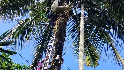 30 അടി ഉയരത്തില് തലകീഴായി കുടുങ്ങി; വയനാട് തെങ്ങില് കുടുങ്ങിയ ആളെ രക്ഷിച്ച് ഫയര് ഫോഴ്സ്
