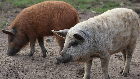 മൃഗങ്ങളുടെയും വികാരങ്ങൾ അറിയാം; കർഷകരെ സഹായിക്കാൻ AI ആൽഗരിതം