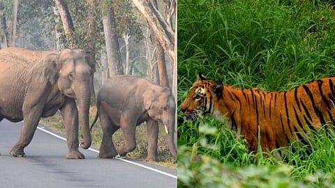 ജീവനും, കൃഷിക്കും സംരക്ഷണം തേടി നാട്ടുകാർ; വയനാട് തെരഞ്ഞെടുപ്പ് ചർച്ചയിൽ വന്യജീവി ആക്രമണവും