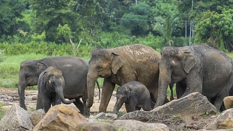 കടുവാ സങ്കേതത്തിലെ ആനകൾ കൂട്ടത്തോടെ ചരിഞ്ഞു; ദുരൂഹതയെന്ന് സംശയം, അന്വേഷണം പ്രഖ്യാപിച്ച് അധികൃതർ