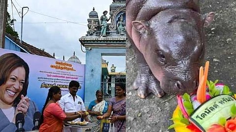 വിജയിയെ പ്രവചിച്ച് വൈറൽ ഹിപ്പോ, സ്ഥാനാർഥികൾക്കായി ഇന്ത്യയിൽ പ്രത്യേക പൂജകൾ; US തെരഞ്ഞെടുപ്പിൻ്റെ പിന്നാമ്പുറക്കാഴ്ചകൾ