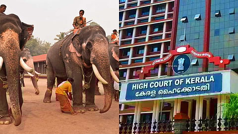 'ആന എഴുന്നള്ളത്ത് അനിവാര്യമായ മതാചാരമല്ല'; മാര്ഗനിര്ദേശങ്ങള് ലംഘിച്ചാല് കര്ശന നടപടിയുണ്ടാകുമെന്ന് ഹൈക്കോടതി