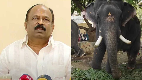 'ജെല്ലിക്കെട്ട് മോഡലില് സർക്കാർ ഇടപെടണം'; ആന എഴുന്നള്ളത്തിനെതിരായ ഹൈക്കോടതി നിർദേശം തള്ളി തിരുവമ്പാടി ദേവസ്വം