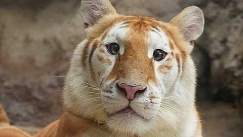 ആദ്യം മൂൺ ഡെങ്, ഇപ്പോൾ 'ഏവ'യും; തായ്ലാൻഡിൽ നിന്നും ഒരു ക്യൂട്ട് കടുവ