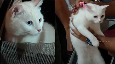 ആദ്യ വരവിൽ ചരിത്രം കുറിച്ച് 'ഇവ'; നെടുമ്പാശ്ശേരി വിമാനത്താവളത്തിന് കൗതുകമായി പൂച്ചയെത്തി