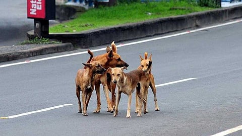 കണ്ണൂർ റെയിൽവേ സ്റ്റേഷനിലെ തെരുവുനായ ആക്രമണം: സ്വമേധയാ കേസെടുത്ത് മനുഷ്യാവകാശ കമ്മീഷൻ
