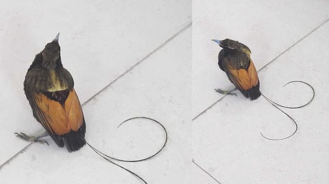 ബാക്ക് ടു തായ്ലാന്ഡ്; കേരളത്തിലേക്ക് കടത്തിക്കൊണ്ട് വന്ന അപൂർവ ഇനം പക്ഷികളെ തിരിച്ചയച്ചു