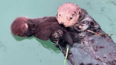 അമ്മയോടൊപ്പം ഒഴുകി നടക്കുന്ന നീർനായ കുഞ്ഞൻ; കാലിഫോർണിയന് തീരത്തെ ക്യൂട്ട് കാഴ്ച