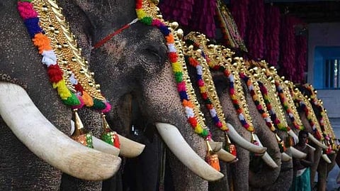 "ആന എഴുന്നള്ളിപ്പിലെ ഡിവിഷൻ ബെഞ്ച് മാർഗനിർദേശങ്ങൾ പുനഃപരിശോധിക്കണം"; ഹൈക്കോടതി ചീഫ് ജസ്റ്റിസിന് പരാതി നൽകി പൂരപ്രേമികൾ